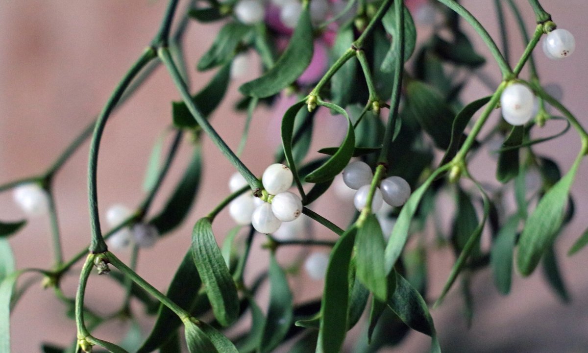 Ozdabiamy nią domy, a jest trująca. Co trzeba wiedzieć o jemiole?