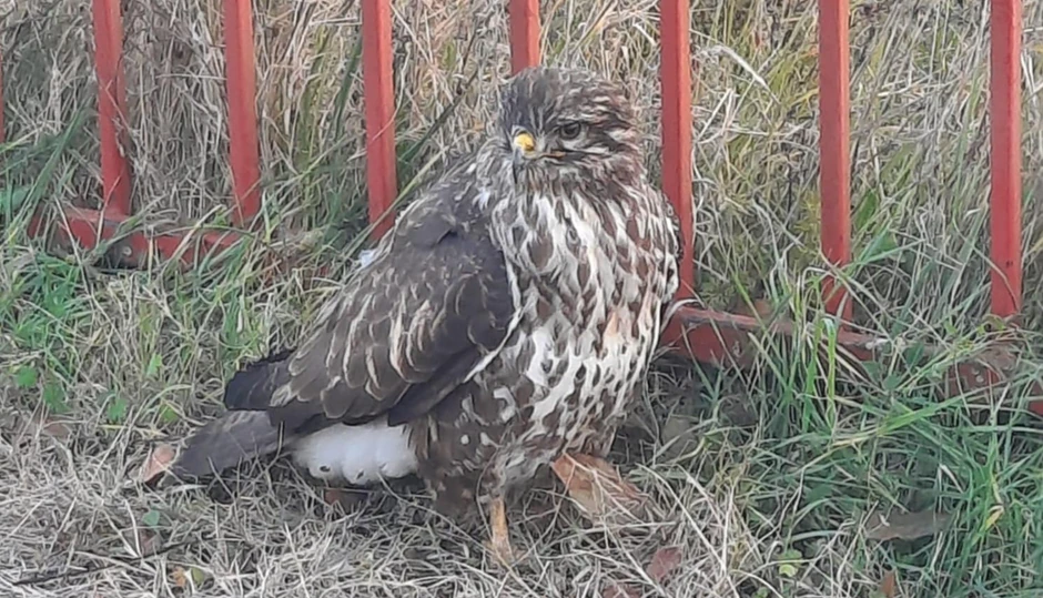 Povređeni jastreb kog su spasili osnovci iz Vranja