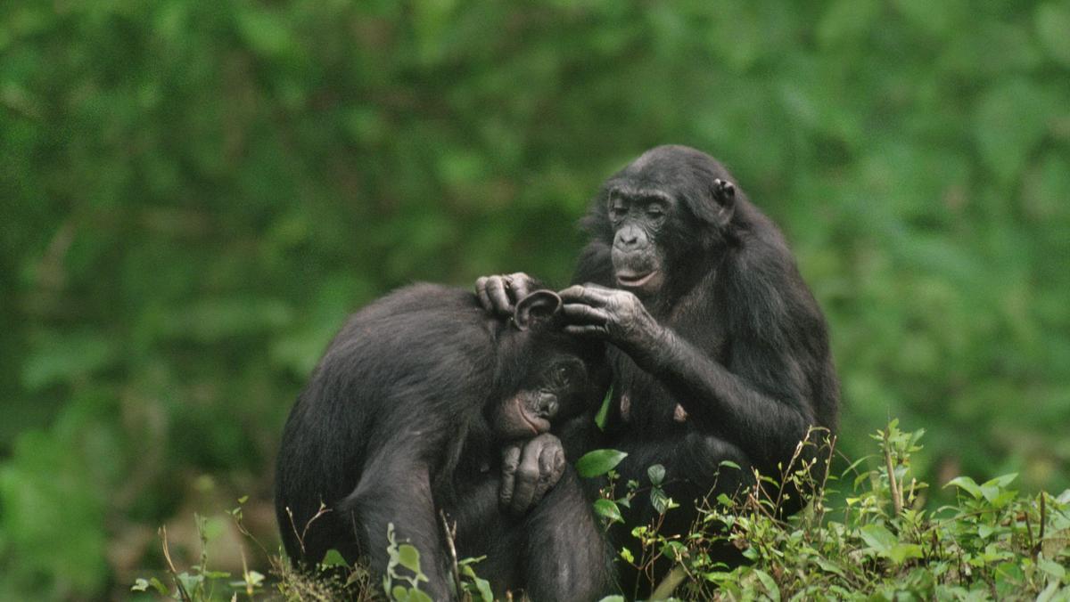 bonobo, szympans, małpa