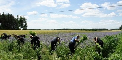 Gigantyczna plantacja konopi. Pole po horyzont...