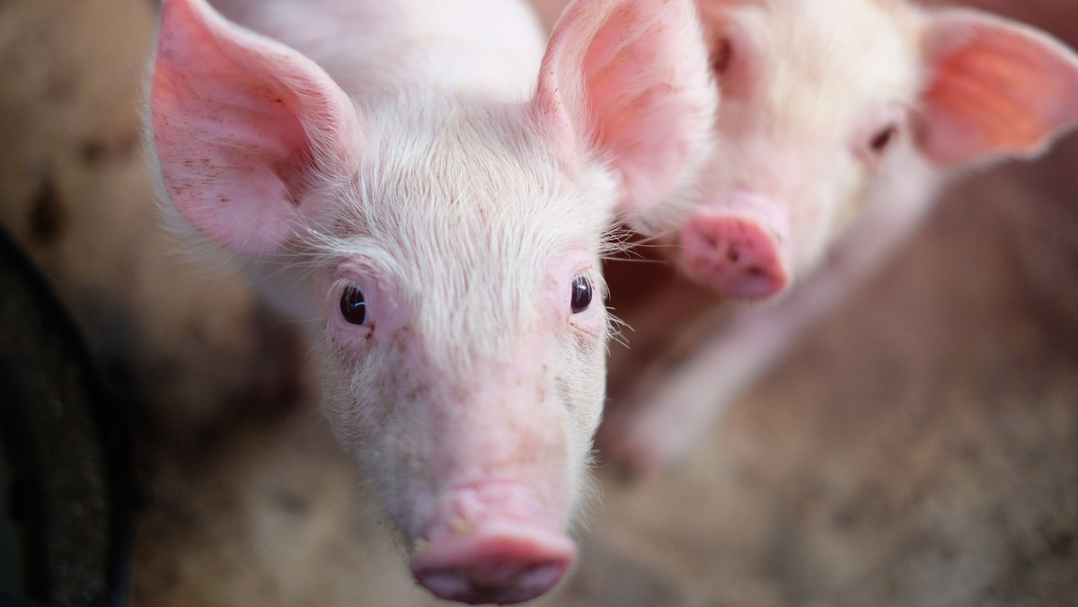 W niektórych gminach ogarniętych afrykańskim pomorem świń mogą zostać zlikwidowane hodowle trzody chlewnej. Dotyczy to tych gospodarstw, których właściciele nie wdrożą zasad bioasekuracji.