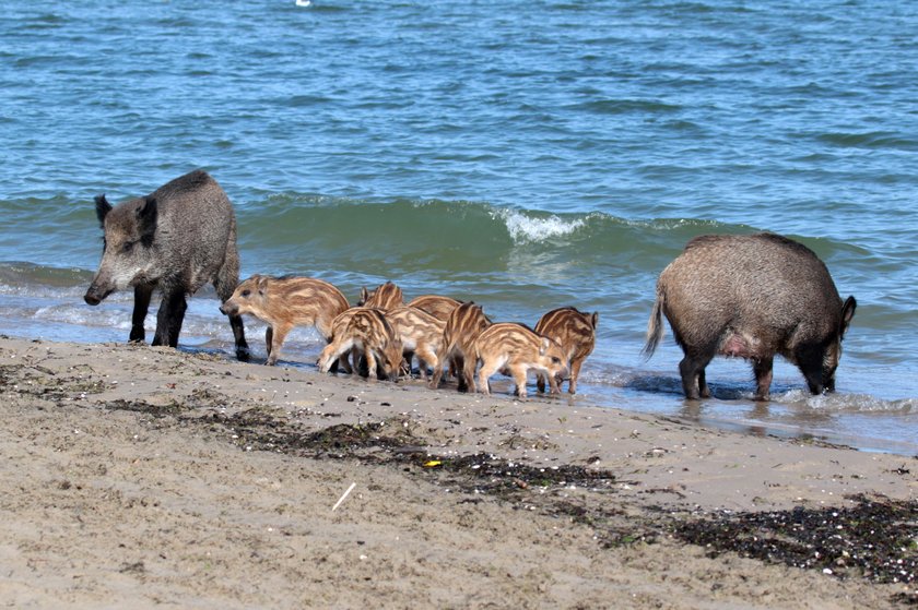 Dziki na sopockiej plaży