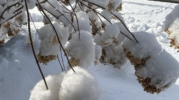 zrób to z hortensjami zimą, inaczej nie zakwitną wiosną 2026. zabiegi w styczniu i lutym decydują o przetrwaniu hortensji