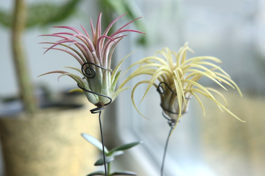 Tillandsia - vaitekune/stock.adobe.com