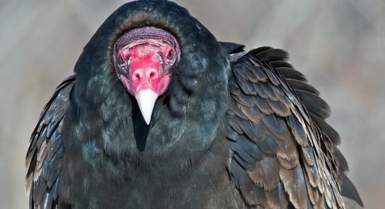 Nigerian police arrest and detain huge vulture suspected to be affiliated to Boko Haram