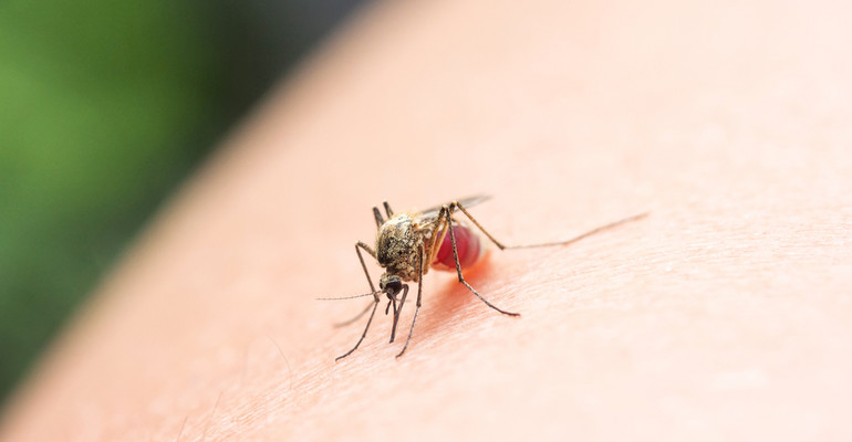 Co odstrasza komary?