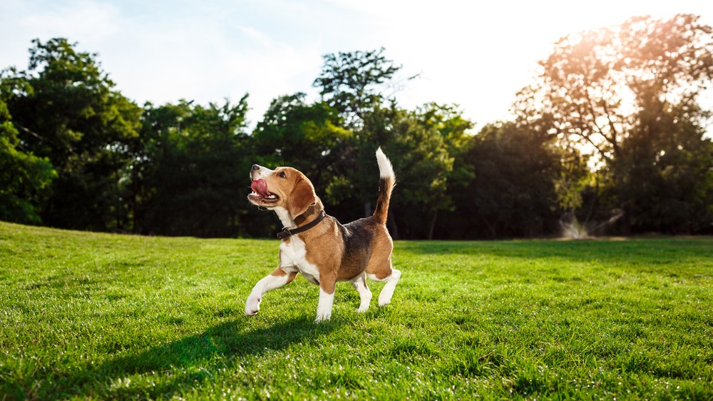 Tajomstvo účinnej ochrany pred kliešťami: Prečo veterinári radia prípravky pre psov kombinovať?