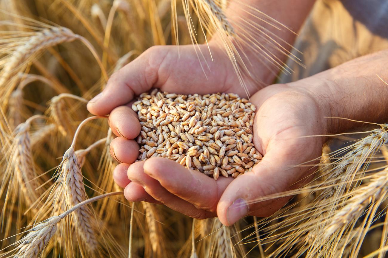 Erdogan: Preradićemo rusku pšenicu u brašno i poslati ga afričkim zemljama