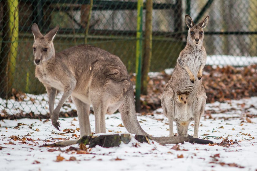 W poznańskim zoo na świat przyszedł kangur