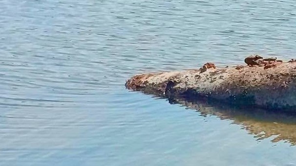 Pokles hladiny Dunaja odhalil pravdepodobne muníciu z 2. svetovej vojny. 