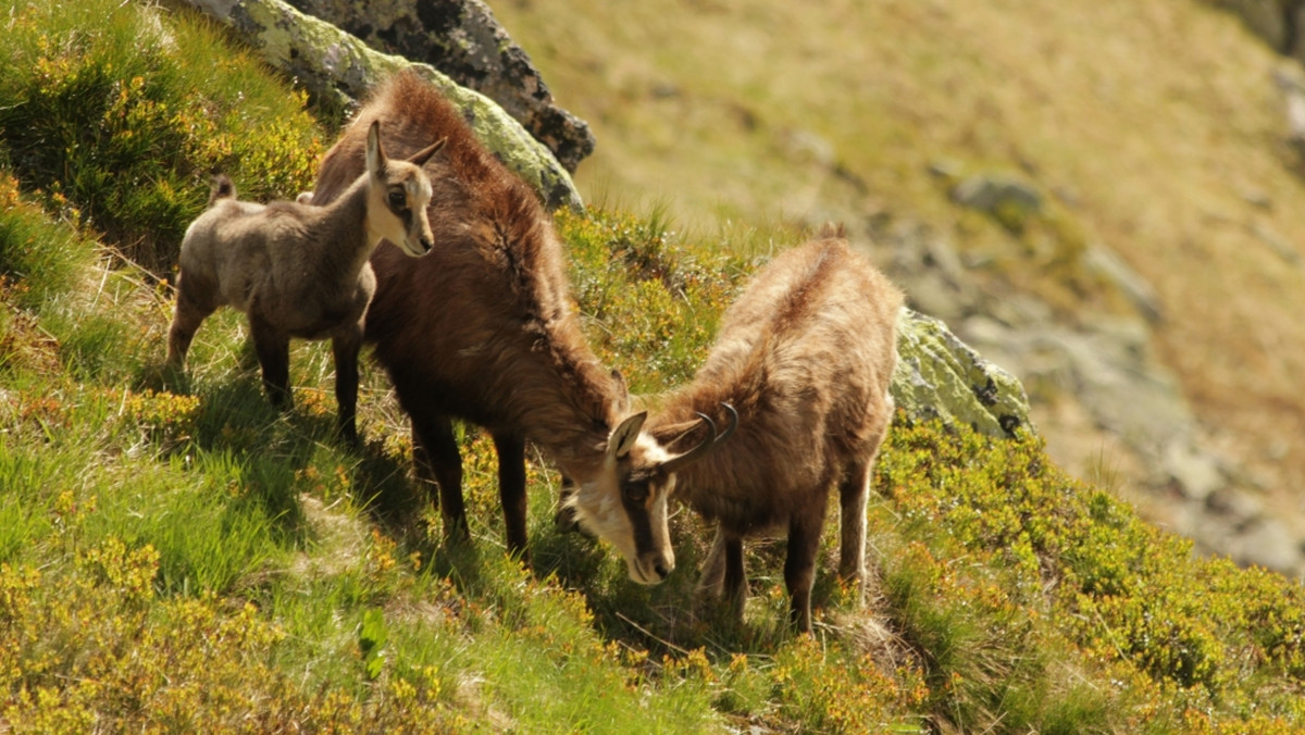 Tatry: liczenie kozic 2019