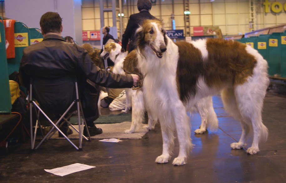 CRUFTS osobliwości