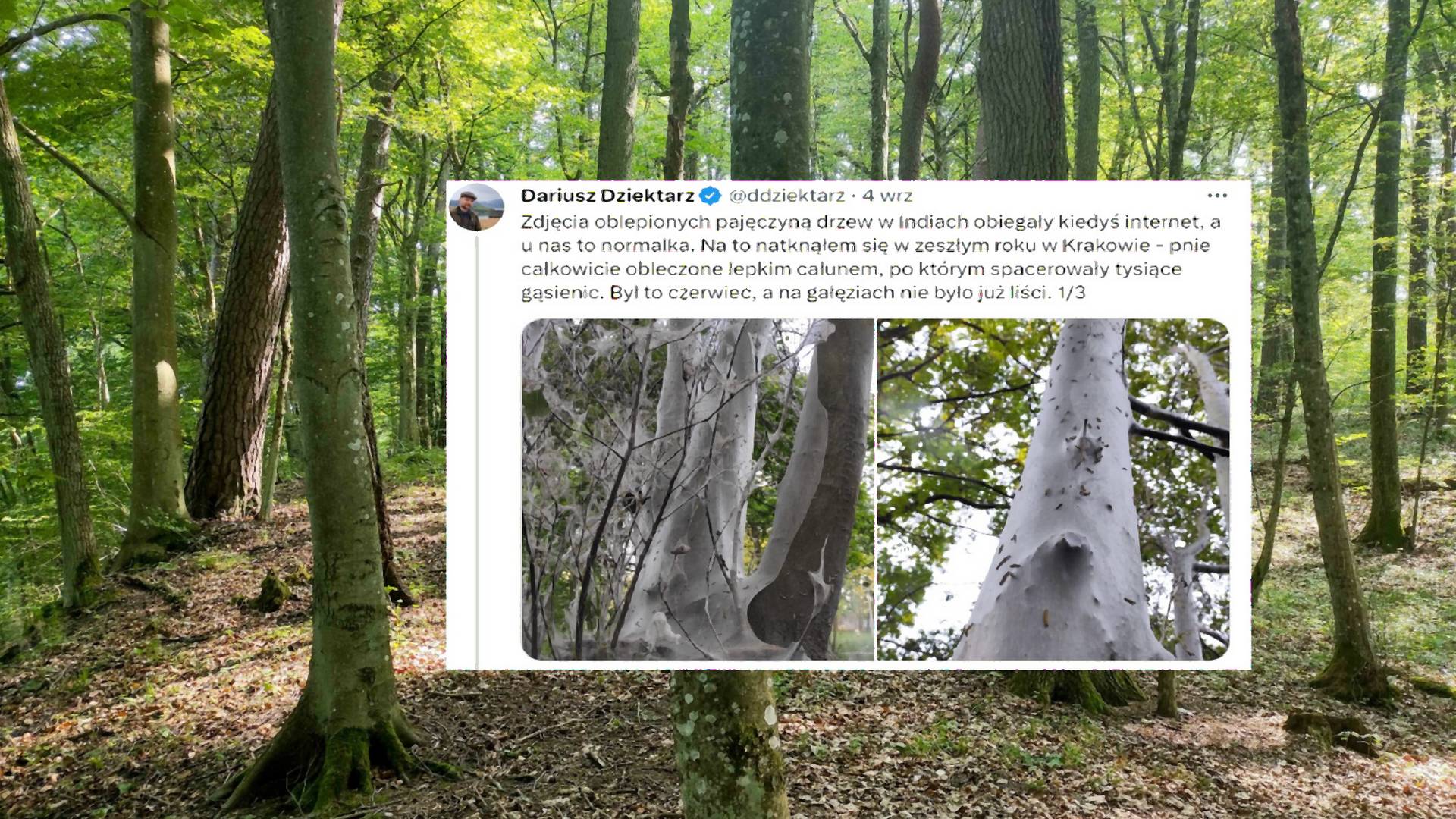 Polskie drzewa oblepione pajęczyną. "Widok jak z horroru"