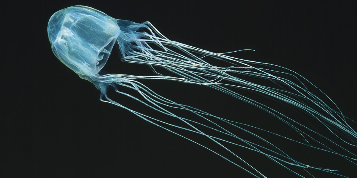 Box Sea Jelly (Chironex fleckeri)