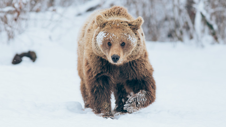 Niedźwiedzica powodem zamknięcia szlaku w Dolinie Pańszczycy w Tatrach