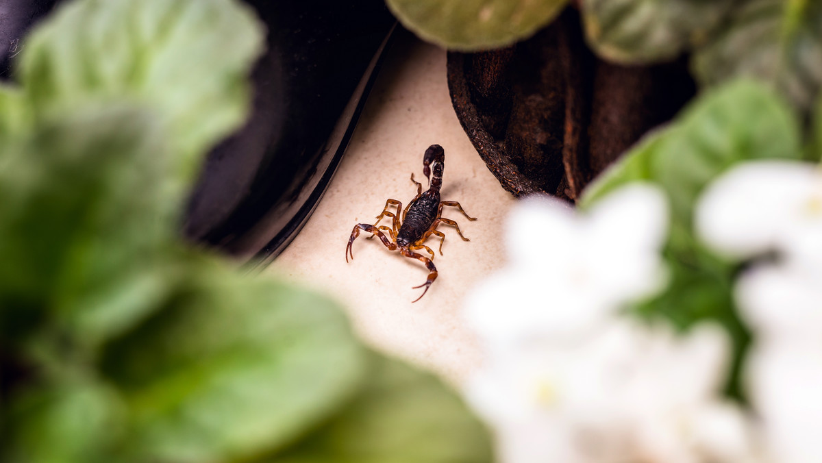 Brazylia: inwazja skorpionów na miasta