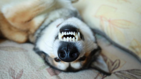 "Na psa ząb!" - ABC chorób stomatologicznych u psów