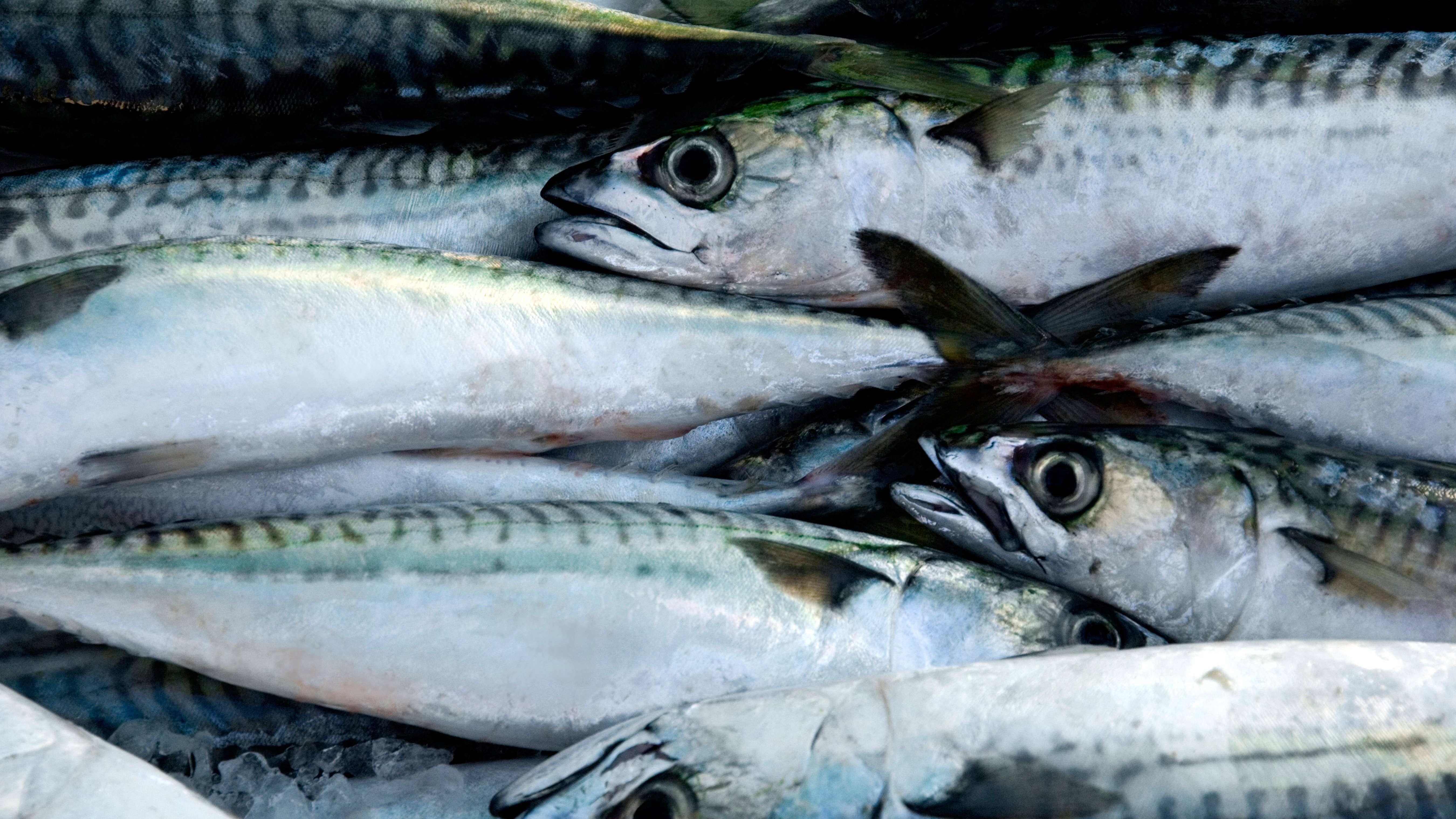 Despite 77% collapse: UK rejects mackerel fishing quota cuts
