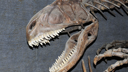 Új dinoszauruszfajt azonosítottak: így nézhetett ki