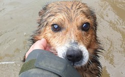 Strażacy uratowali psy i kota z podtopionego schroniska. "Na miejscu nie ma już ani jednego zwierzęcia"