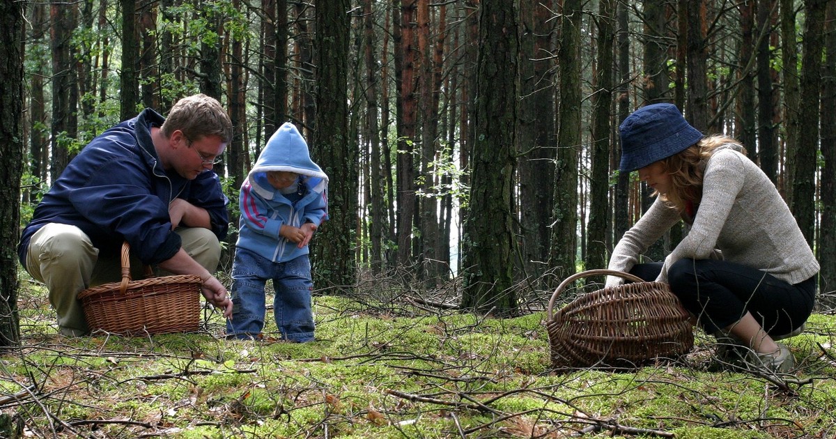 Najlepsze miejsca do zbierania grzybów z podziałem na województwa. Tam można też odpocząć