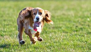 Zoomies can help your dog blow off steam and show their excitement and delight during playtime.Roberto Machado Noa/Getty Images