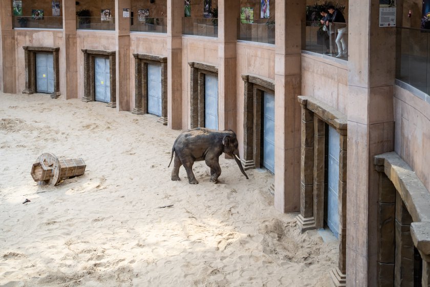 Syn dołączył do ojca! Słoń Kyan nowym lokatorem Orientarium w Łodzi