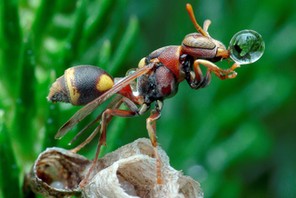 BUBBLE WASPS / BUBBLE WASPS /1398646