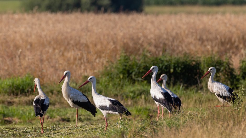 Grupa bocianów