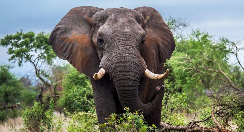 A tusked African elephant in South Africa's Kruger National Park.
