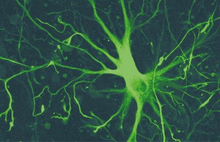 Gwiazdy w naszym mózgu