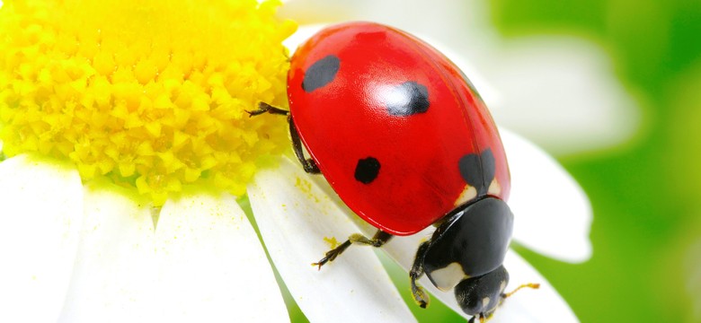 Leki z biedronki pokonają gruźlicę i malarię?