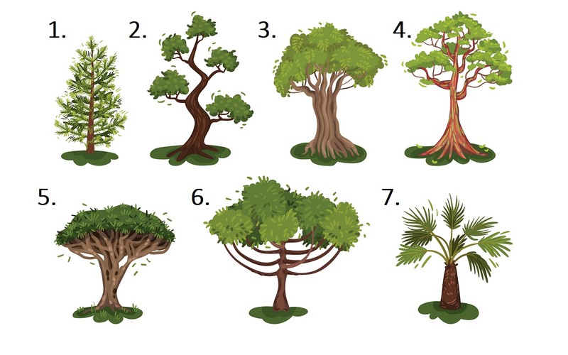 Wybierz jedno drzewo i poznaj ukryty aspekt swojej osobowości