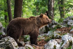 Mięso z niedźwiedzia w restauracji. Klienci w szoku. Skąd się wzięło?