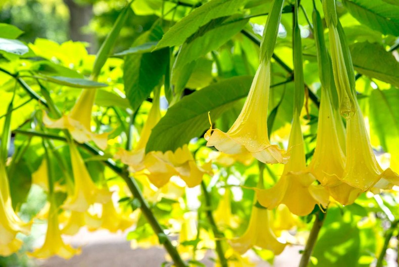Angel's trumpet brugmansia [thespruce]