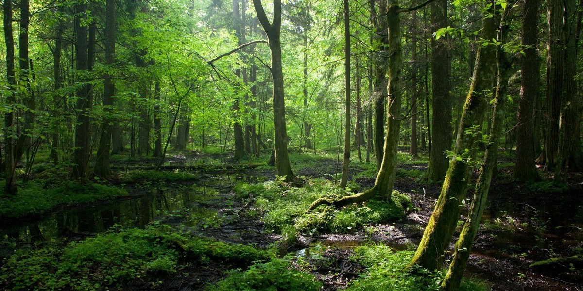 Puszcza Białowieska