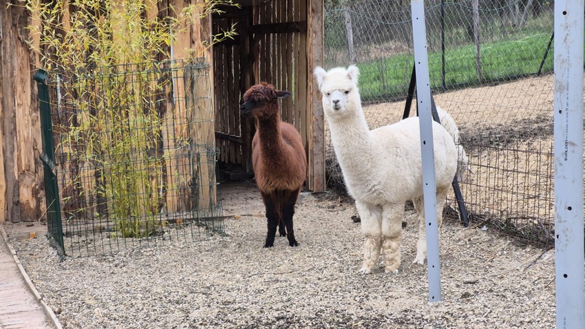 Alpake Đole (beli) i Olivera (braon)