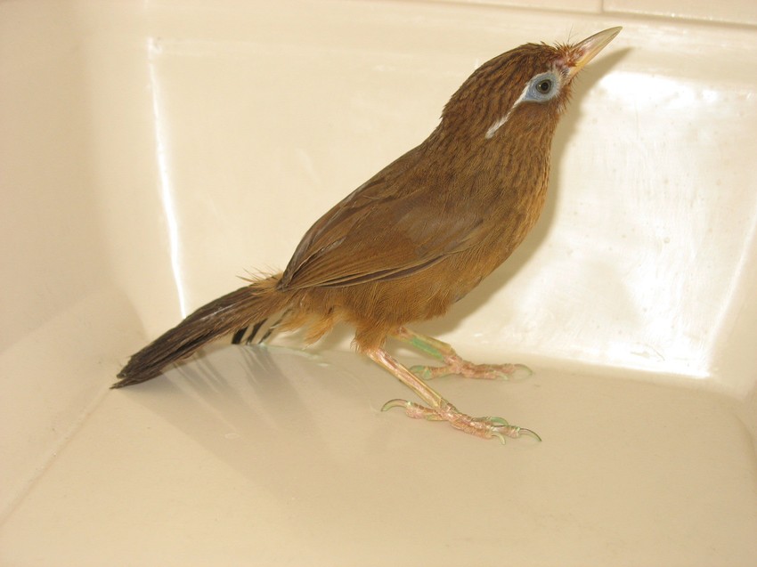 Slepi putnik: Slavuj koji je u avionu proveo