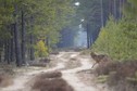 W tych pomorskich lasach możesz spotkać łosie, a nawet wilki