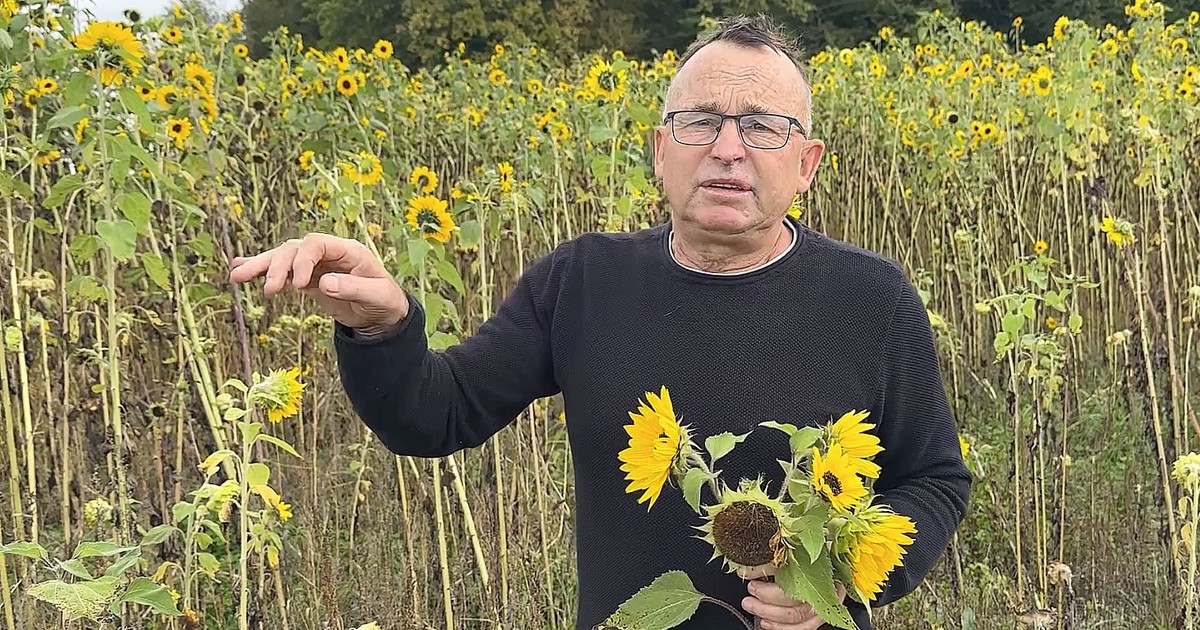 Szok w Studzieńcu. Rolnik znalazł rosyjskiego drona w słonecznikach