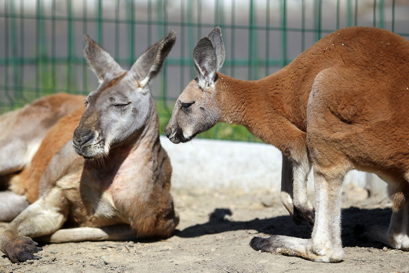 Nowe kangury w chorzowskim ZOO