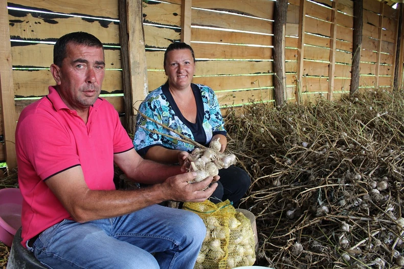 Proizveli pet tona luka