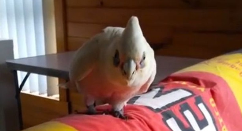 Parrot named Eric became an internet star - thanks to a foul-mouthed tirade.