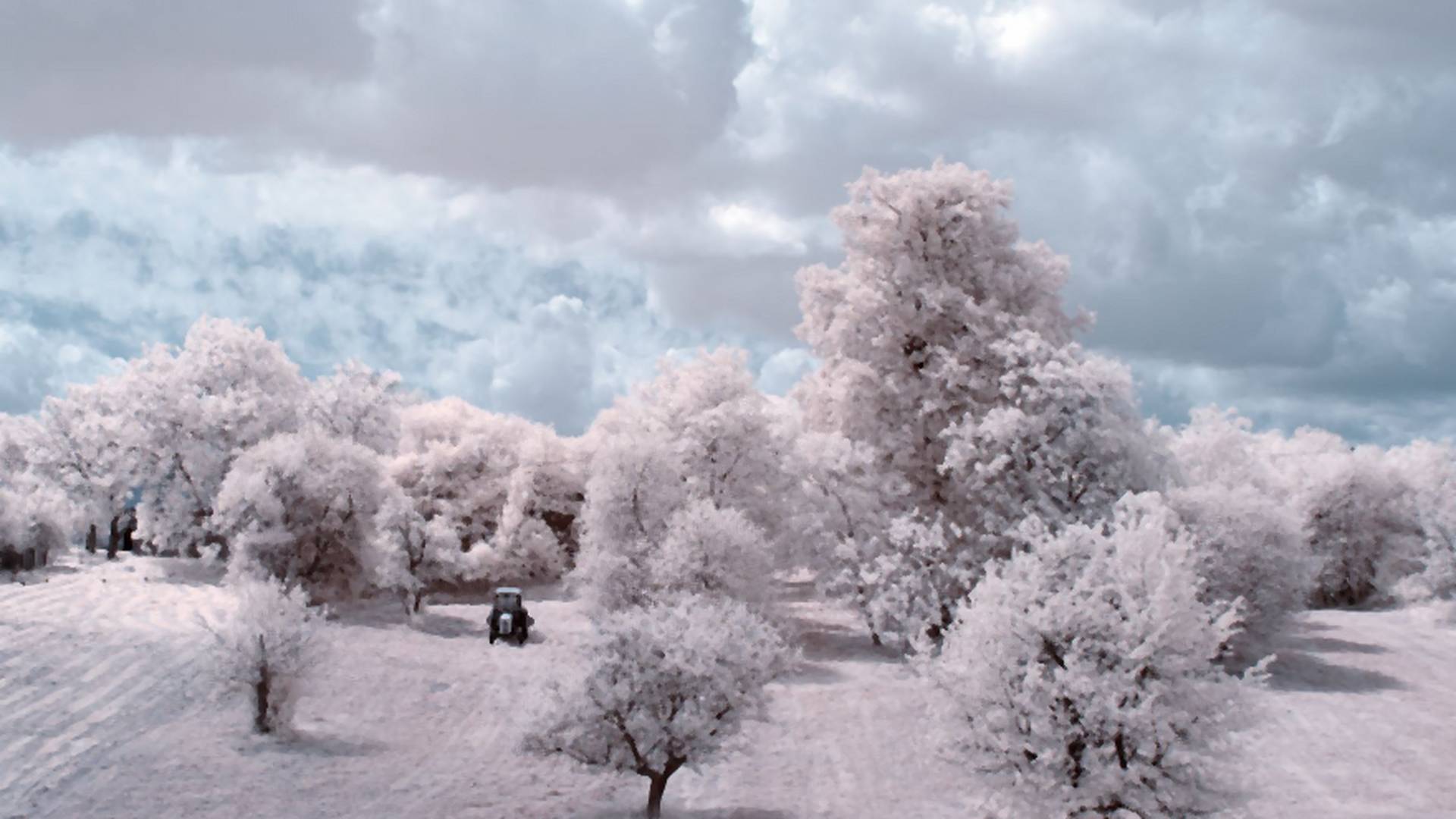 Majestatyczne piękno polskich drzew uchwycone przez fotografa-amatora w podczerwieni