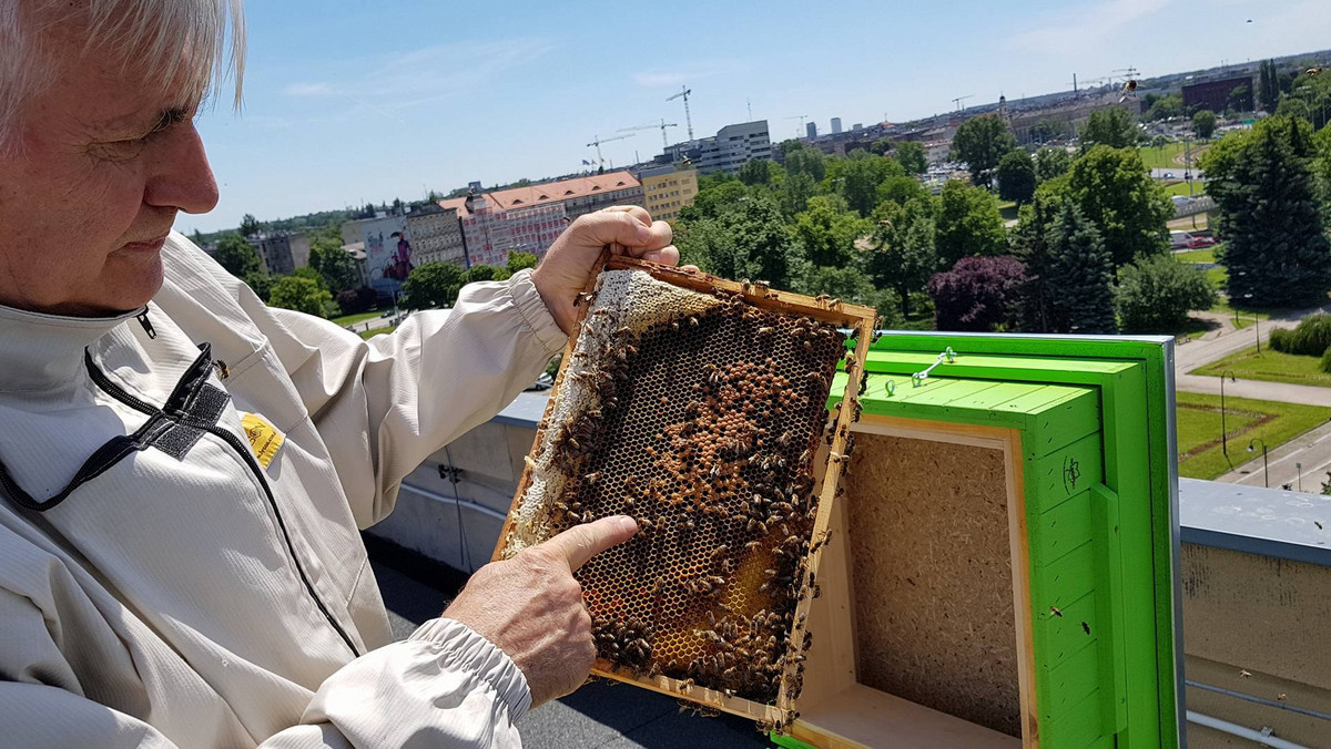 Pszczoły, które w połowie czerwca zamieszkały na dachu dolnośląskiego urzędu wojewódzkiego zebrały pierwszy miód. W sumie z trzech uli udało się pozyskać kilkadziesiąt słoików miodu lipowego. W urzędzie podkreślają, że to dopiero początek.