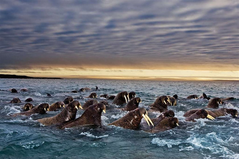 Wielkie Migracje - Uwaga Konkurs National Geographic Channel!