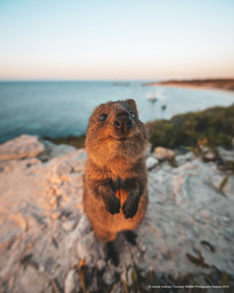 Finaliści Comedy Wildlife Photo Awards 2019