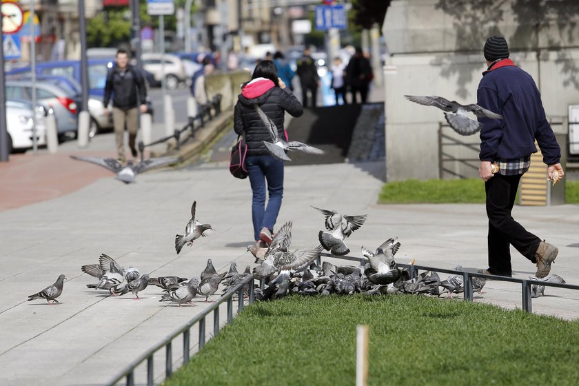 Katowice. Plaga gołębi na rynku