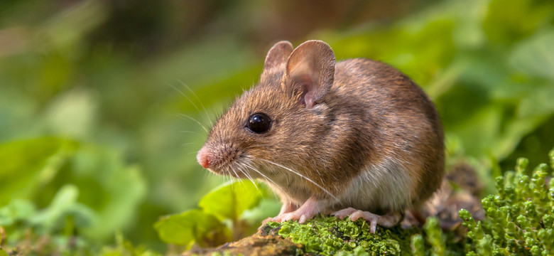 Samce myszy boją się bananów. Zaskakujące wyniki badań