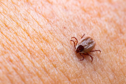 FSME-vírus és Lyme-kór: hogyan különböztethető meg a két, kullancsok által terjesztett betegség?